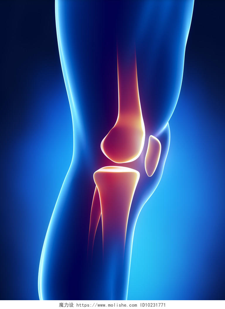 人膝关节的详细的视图